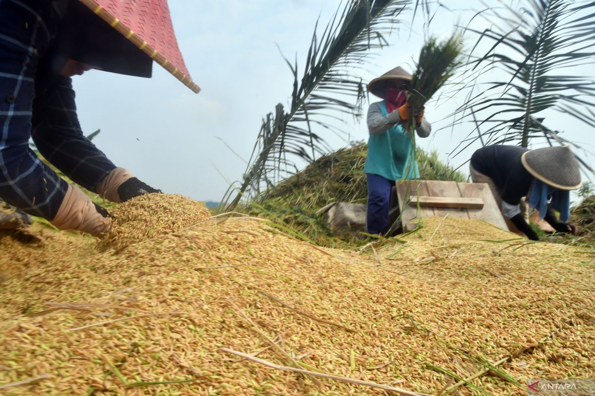 Ministry of Agriculture Encourages Farmers to Switch From OM Rice Varieties