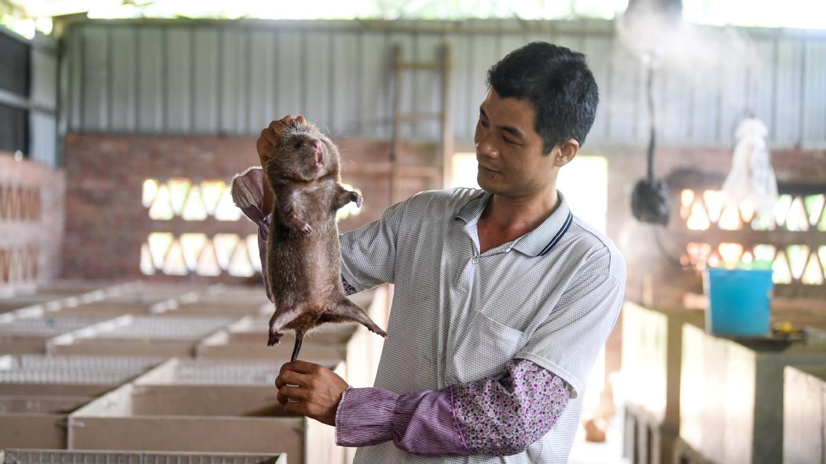 Pemburu Tikus Sejak Kecil Menjadi Peternak Ternak Saat Dewasa