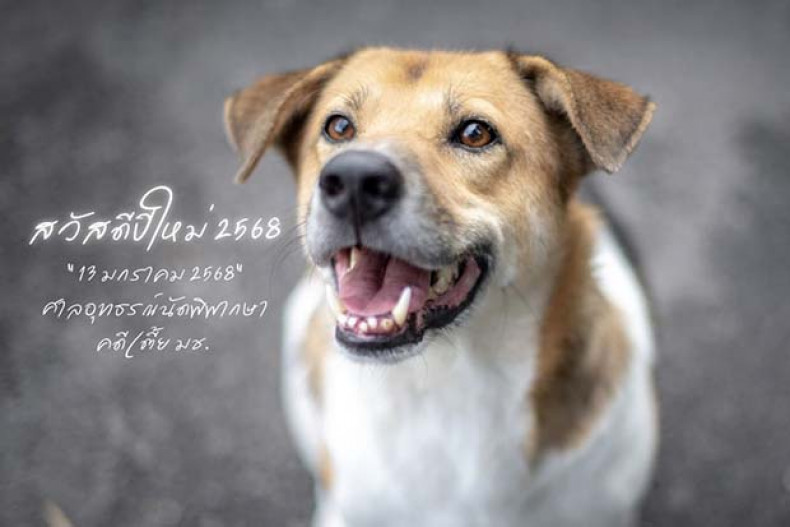 Polisi Thailand Dijatuhi Hukuman 16 Bulan Penjara Atas Pembunuhan Anjing