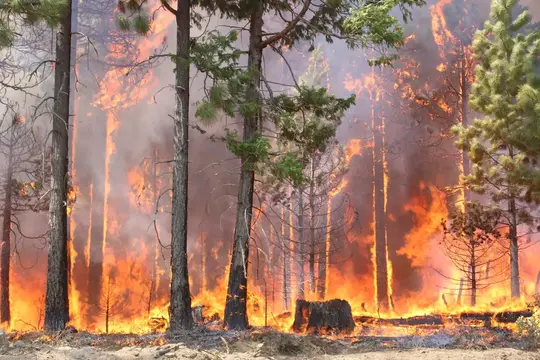 Tumbuhan Yang Memicu Meningkatnya Risiko Bencana Kebakaran Hutan