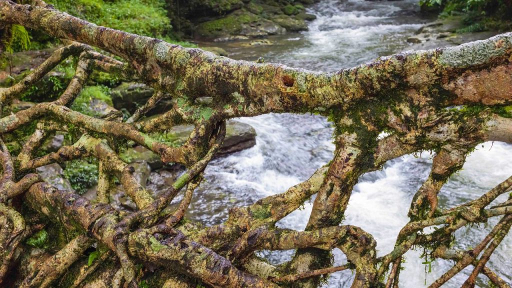 India Membangun Jembatan Hidup dari Pohon