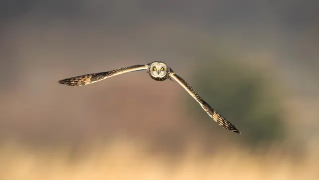 Olahraga Burung Hantu Luar Biasa Superb Owl 
