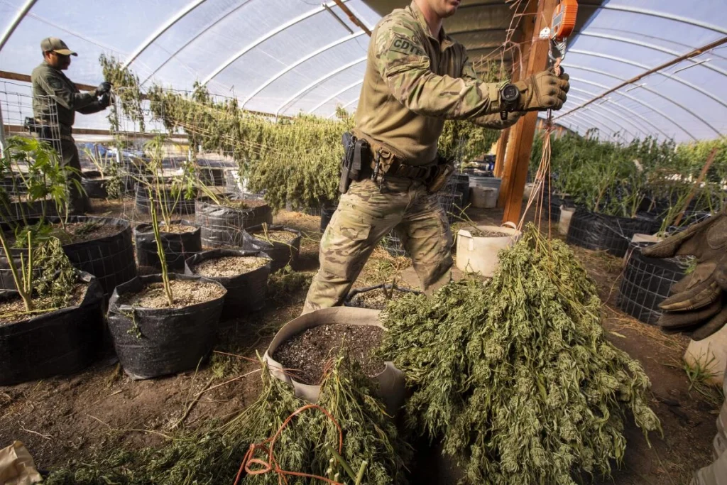 Pembeli Ganja di AS Menghadapi Banjir Ganja Ilegal di Pasar